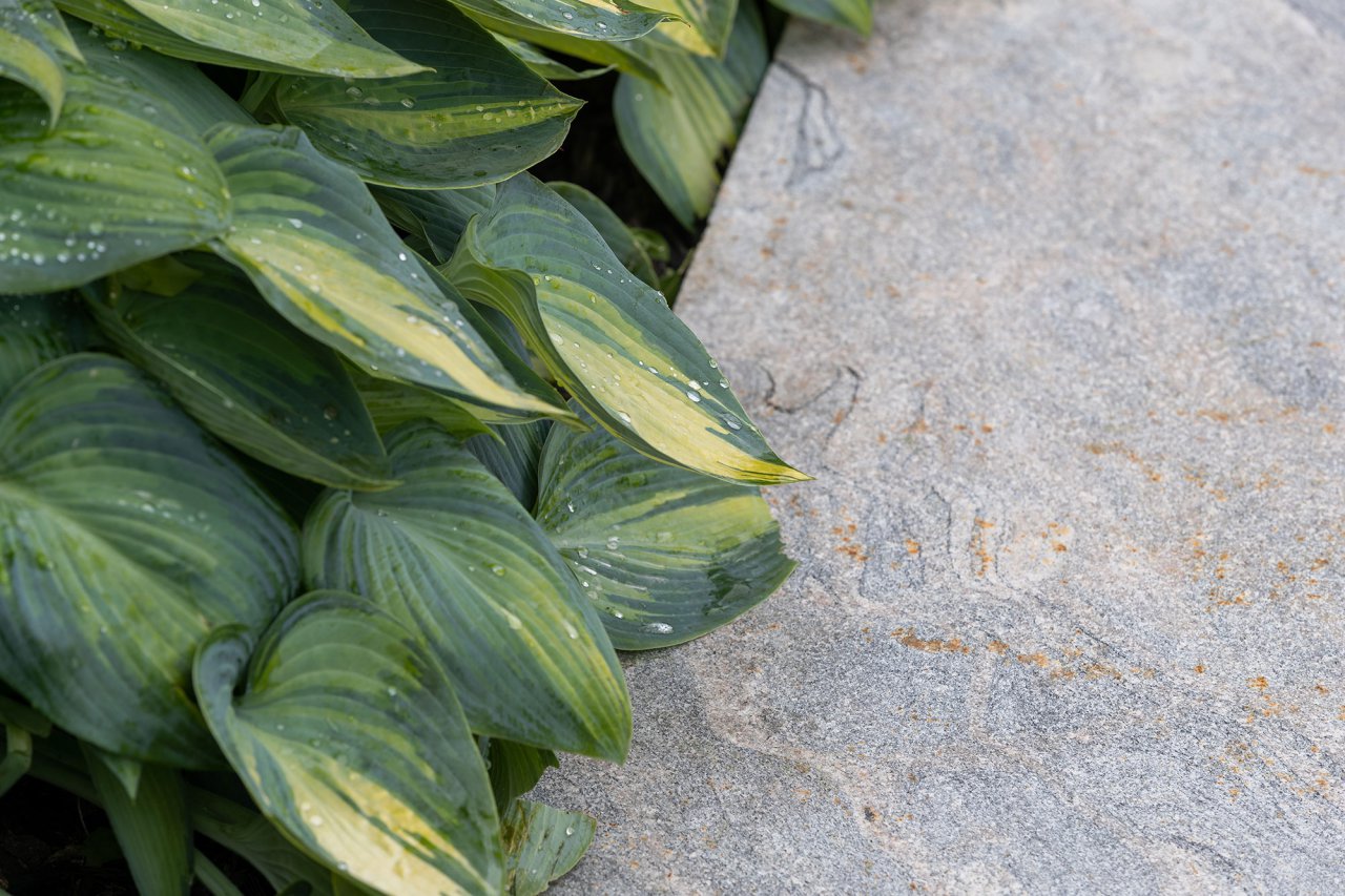 Close up of Hosta plants on stone path